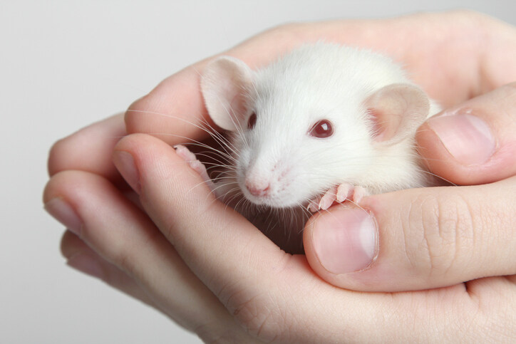 무제한 근친ㅅㅅ해도 안전한 동물_1.jpg