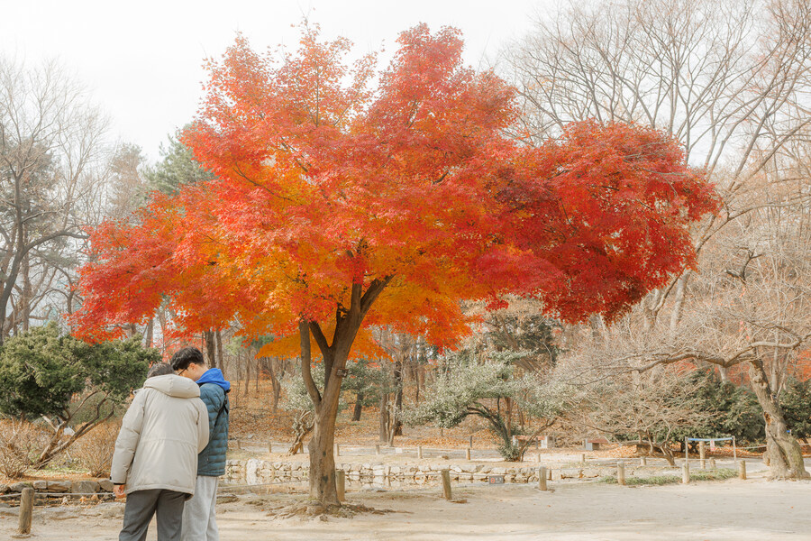 종묘 단풍구경_6.jpg