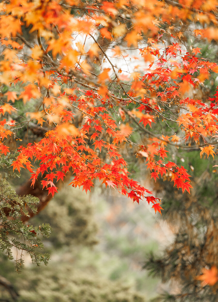 종묘 단풍구경_22.jpg