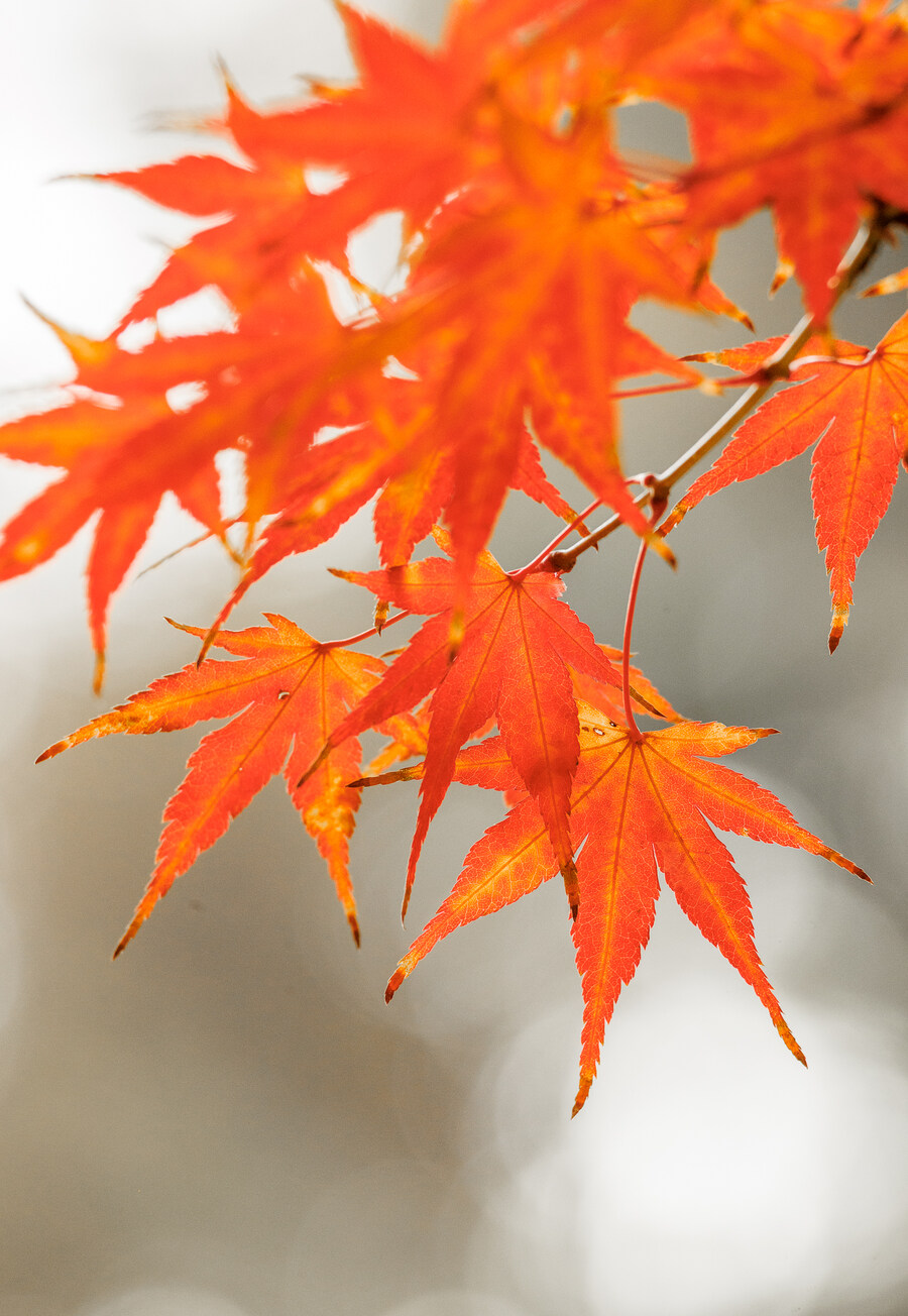 종묘 단풍구경_24.jpg