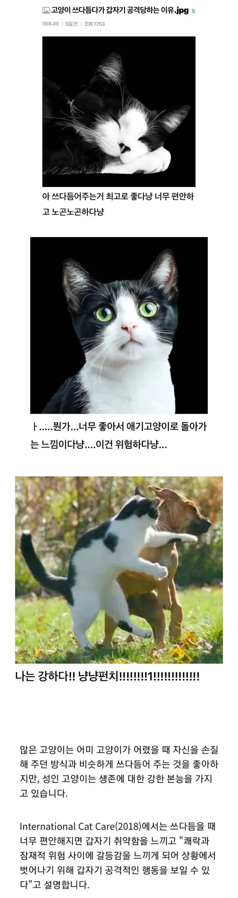 고양이가 쓰다듬 당하다가 갑자기 무는 이유_1.jpg