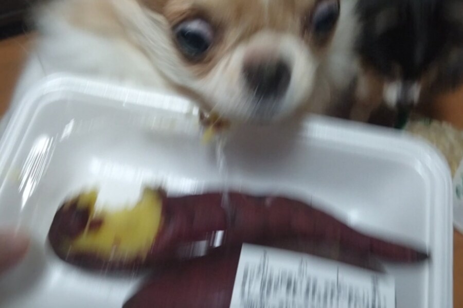 개들에게 고구마란 무엇인가.jpg_2.jpg