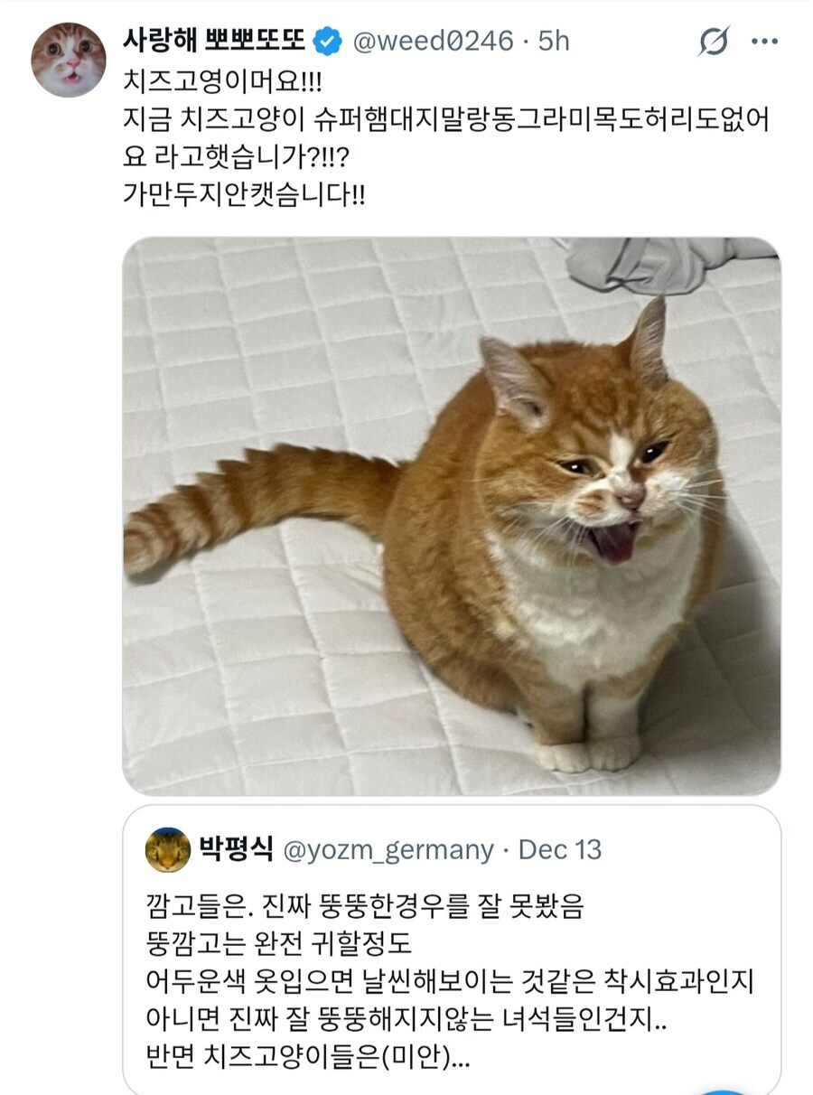 "근데 치즈 고양이들은..."_2.jpg