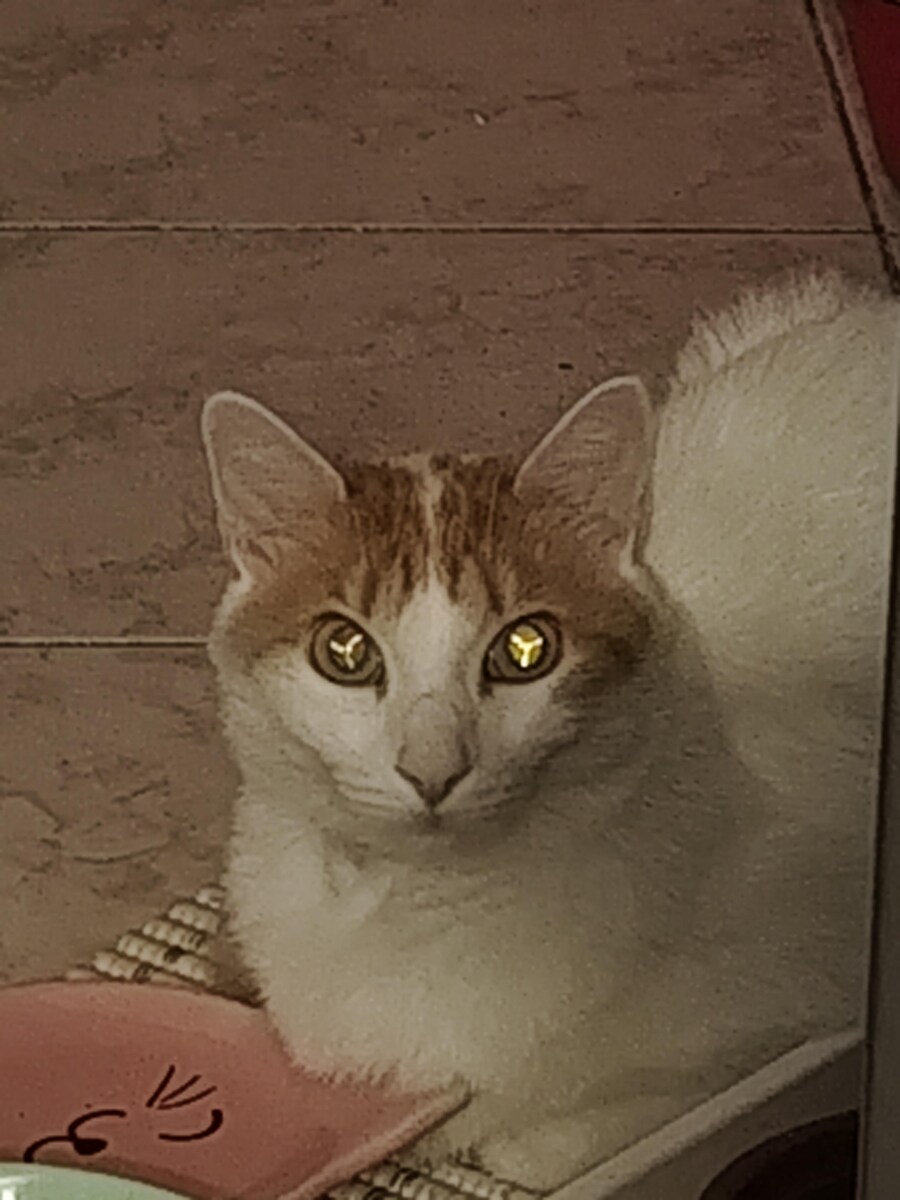 새끼 냥이들에게 나타나는 사륜안_1.jpg