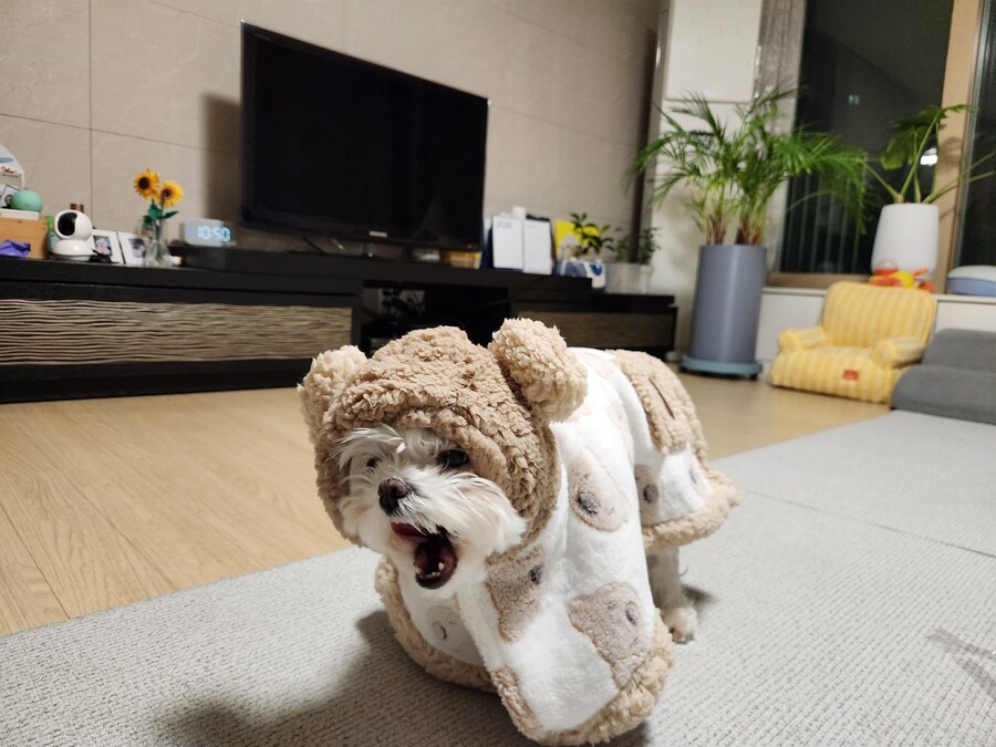강아지한테 새 옷을 입혀봤는데_3.jpg