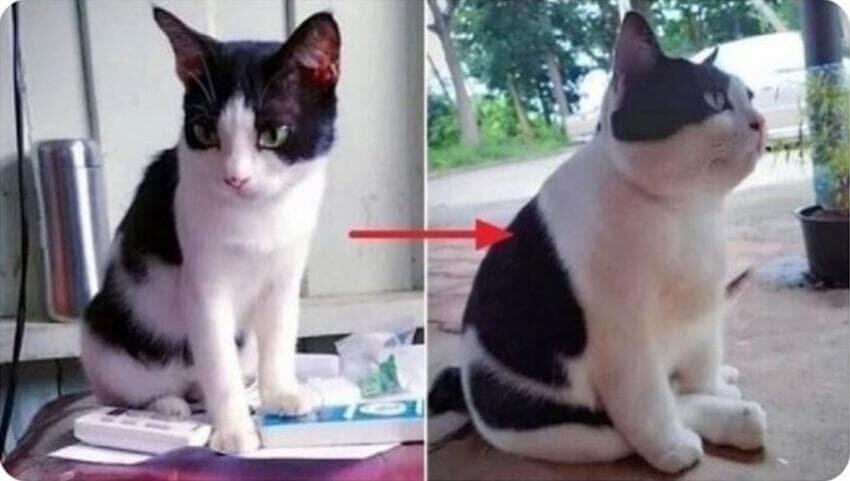 할머니집에 보내진 아기고양이.jpg_1.jpg