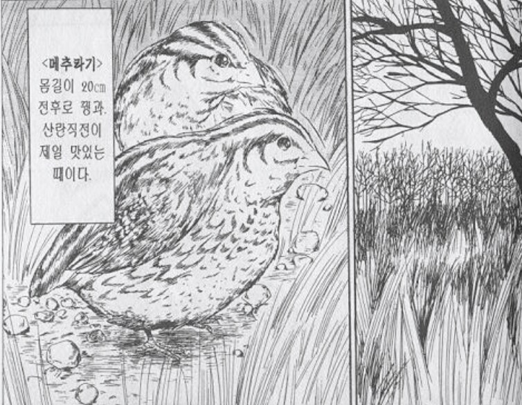 의외로 메추라기 잡을 때 나오는 소리.jpg_1.png