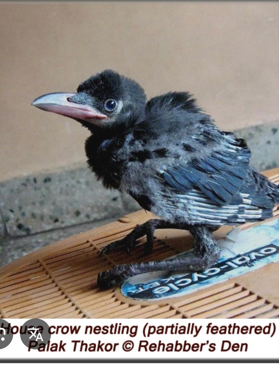 옛날 사람들:까마귀가 제 부모한테 밥을 갖다주는 효도하는 생물이구나!_1.jpg