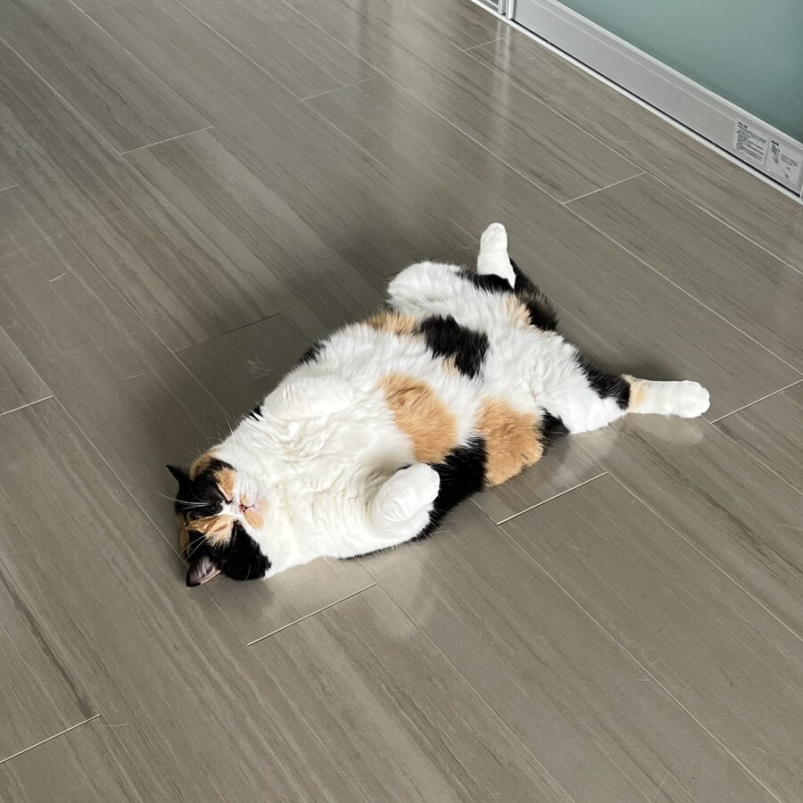 잘자란 아기 고양이.jpg_5.jpg