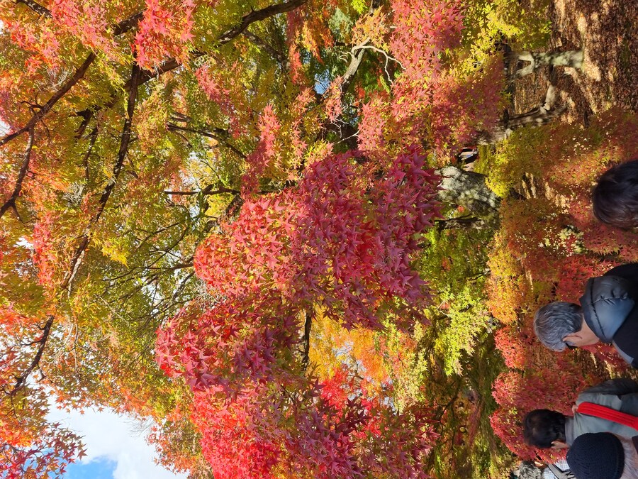 일본 워홀 32일차 교토 1박2일 호텔조식 니시키시장 탐방 도후쿠지(동복사)디저트_109.jpg