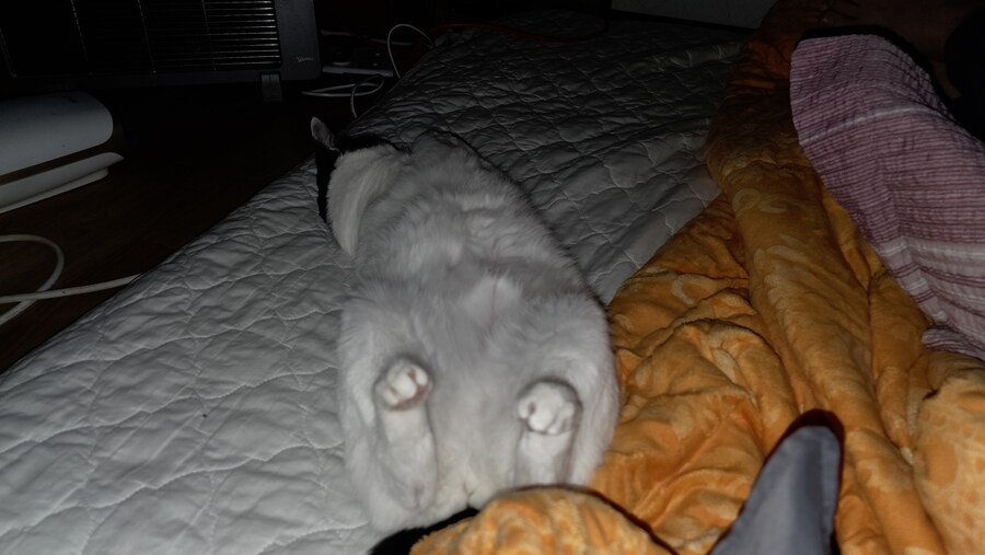 잠자다 받금 고양이가 발로 나를 건들이더라_1.jpg