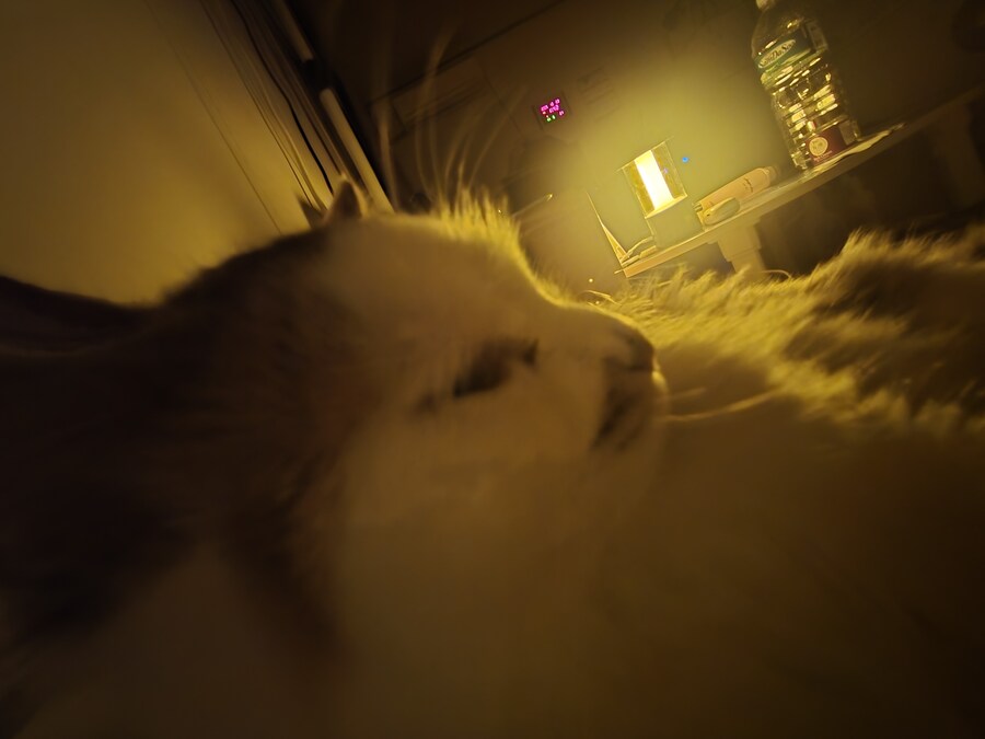 개냥이가 귀찮긴해도 혼자 악몽꿀때는 든든하네_2.jpg