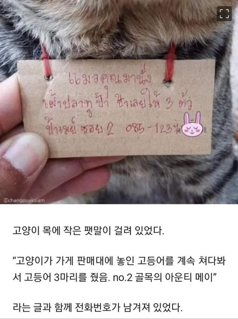 가출해서 빚 만들고 온 고양이_1.jpg
