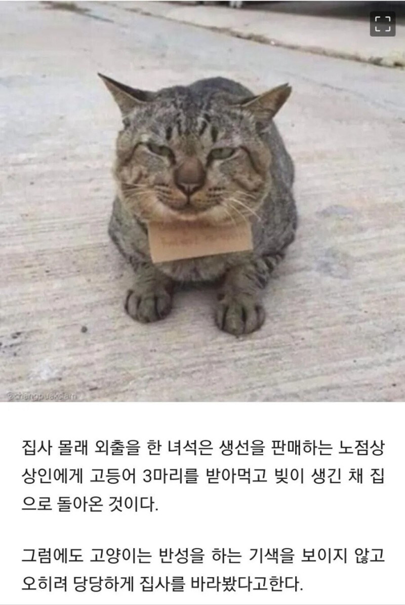 가출해서 빚 만들고 온 고양이_2.jpg