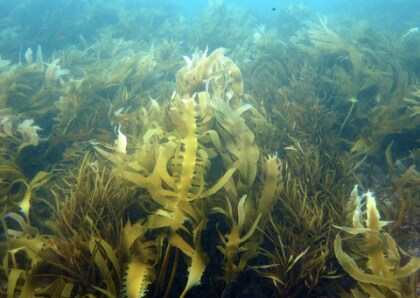 미국인들이 김(해조류)를 안먹는 이유..._2.png