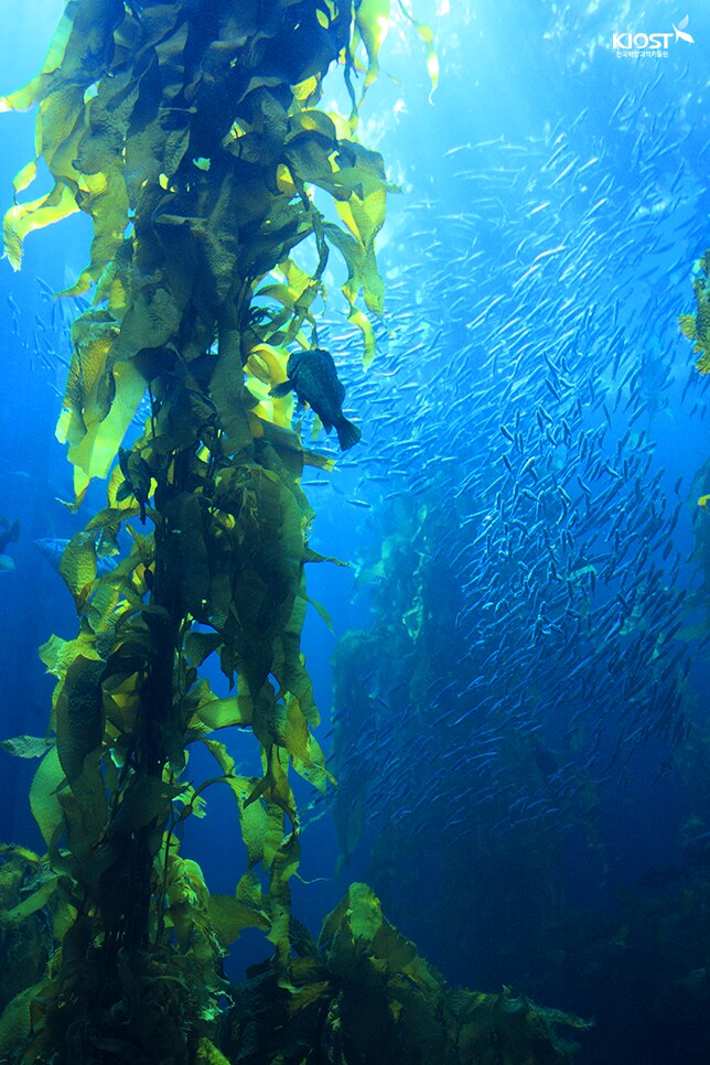 미국인들이 김(해조류)를 안먹는 이유..._3.png