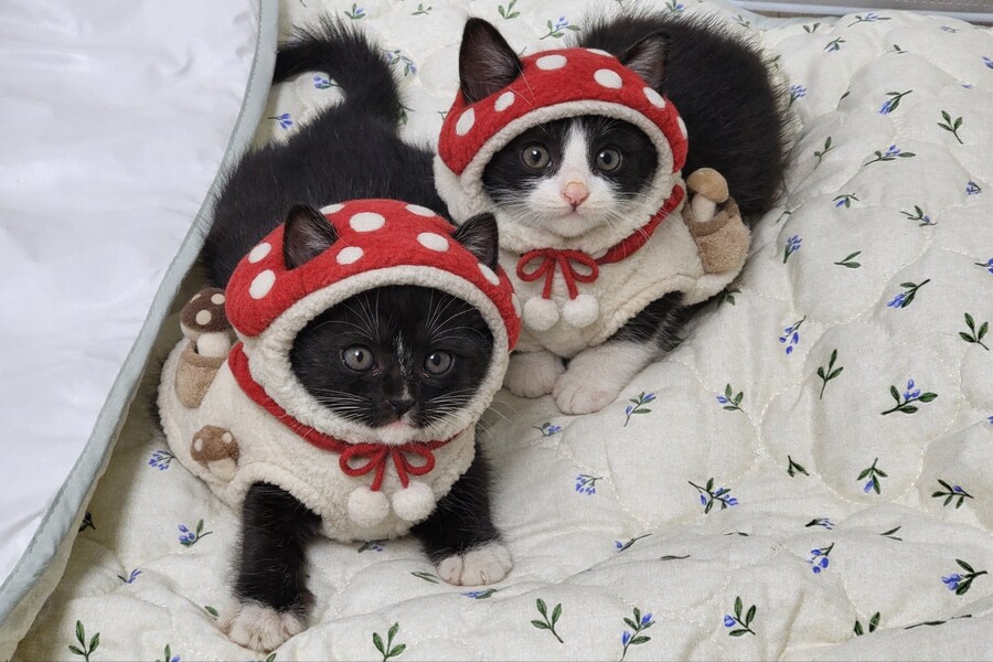 강아지 말고 고양이도 예뻐해주세요 +버섯(?)옷 추가_2.png