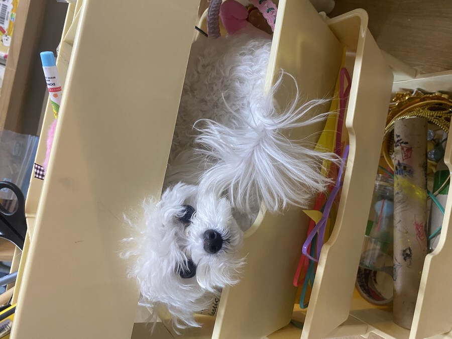 너 거기 어떻게 들어간거야..?_1.jpg