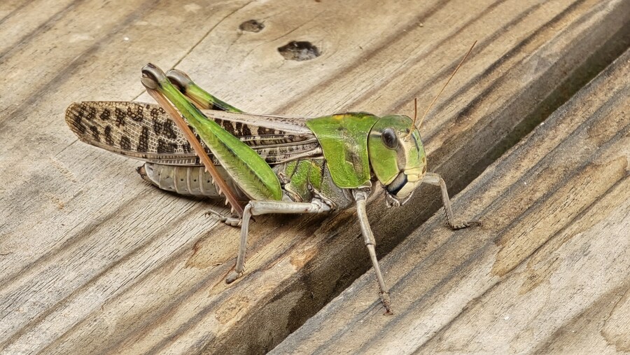 [일본] 이나와시로 호수 일주 및 첫 후쿠시마 여행 (스압)_39.jpg