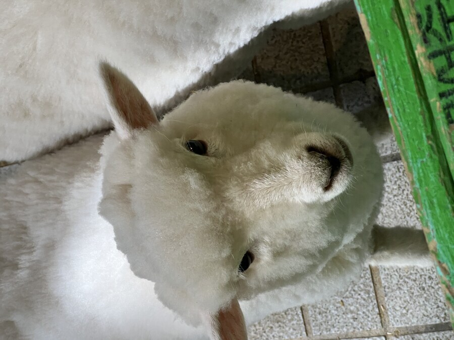 양 보고가라_1.jpg