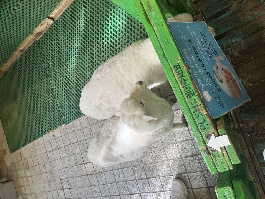 양 보고가라_4.jpg