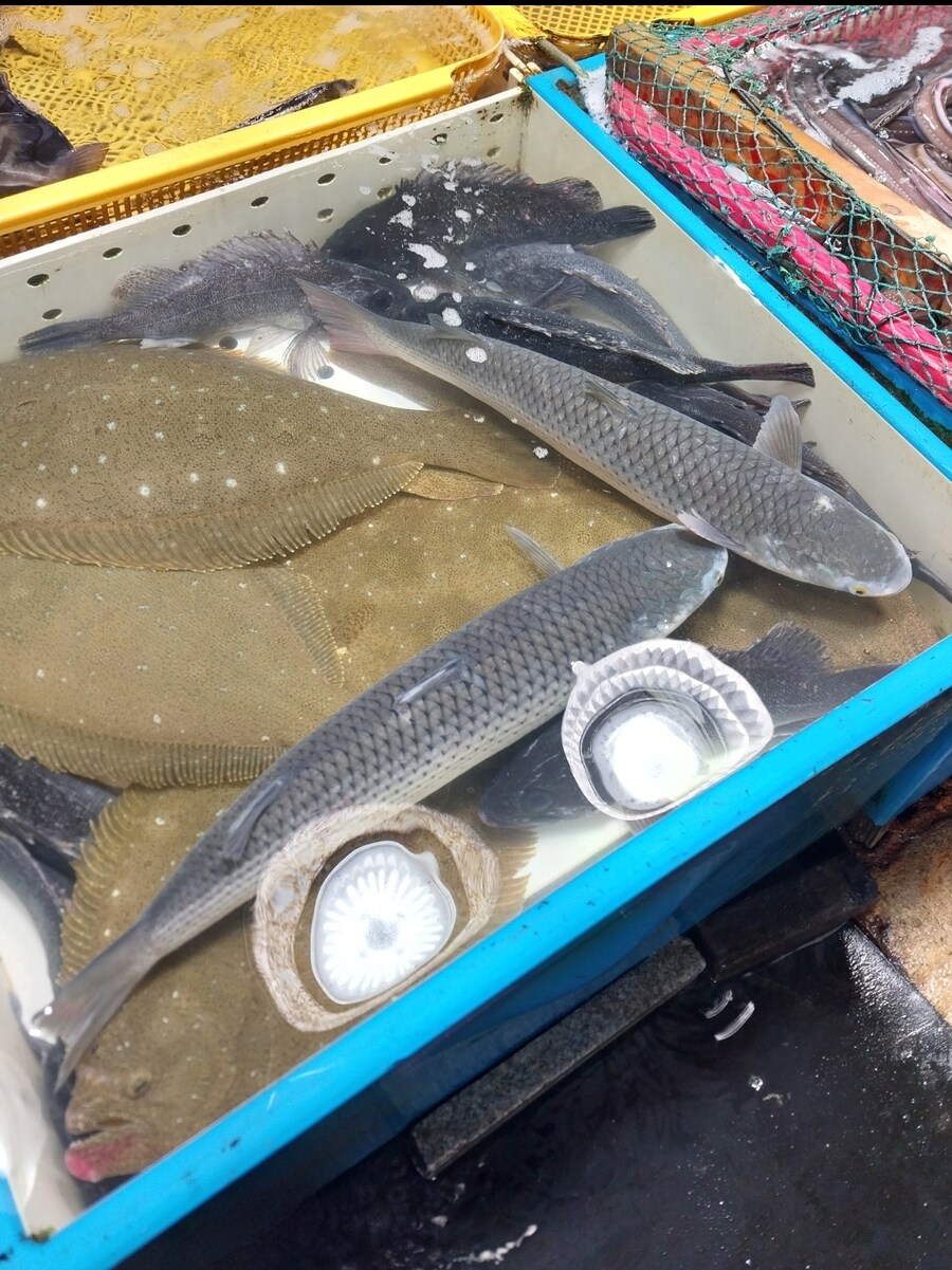 요즘 끝물~제철 밀치회_1.jpg