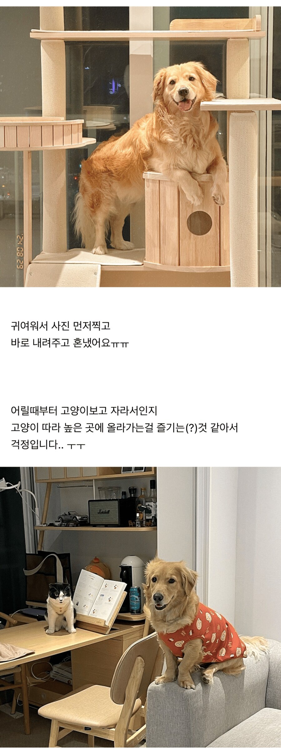 강아지가 자꾸 캣타워에 올라가서 큰일이에요_2.jpg