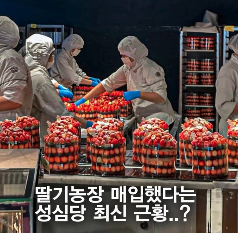 성심당이 딸기시루에 딸기를 잔뜩 넣기 위해 선택한 방법.JPG_2.png