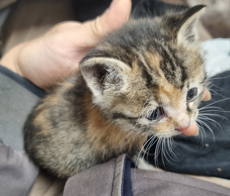 임시보호했던 새끼 길고양이_1.jpg