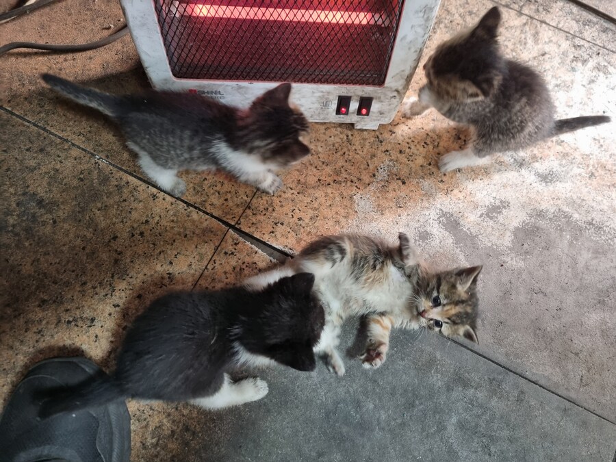 임시보호했던 새끼 길고양이_2.jpg