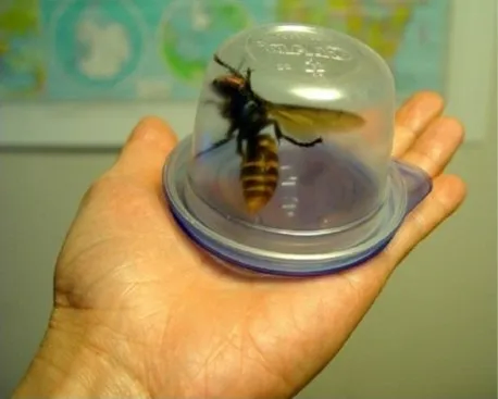 한국 곤충계에서 ‘장수’라는 타이틀은_2.webp