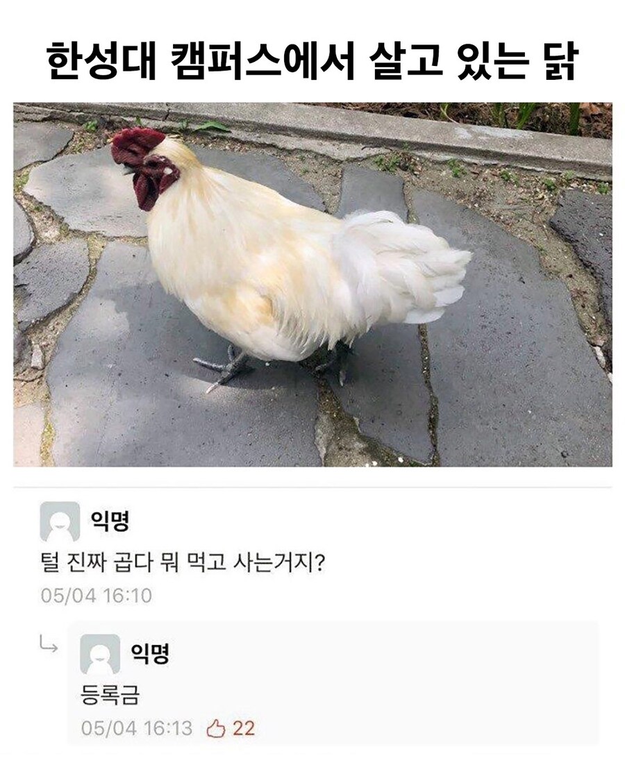 한성대 캠퍼스에 살고 있는 닭_1.jpg