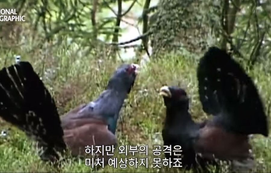 가오가 뇌를 지배하는 생물_12.jpg