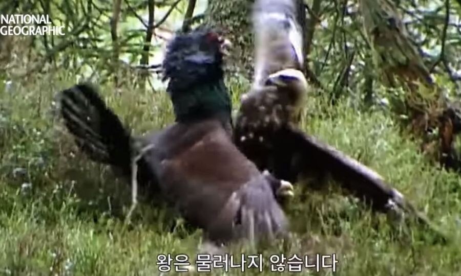 가오가 뇌를 지배하는 생물_17.jpg