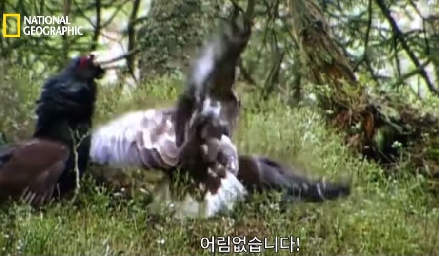 가오가 뇌를 지배하는 생물_20.jpg