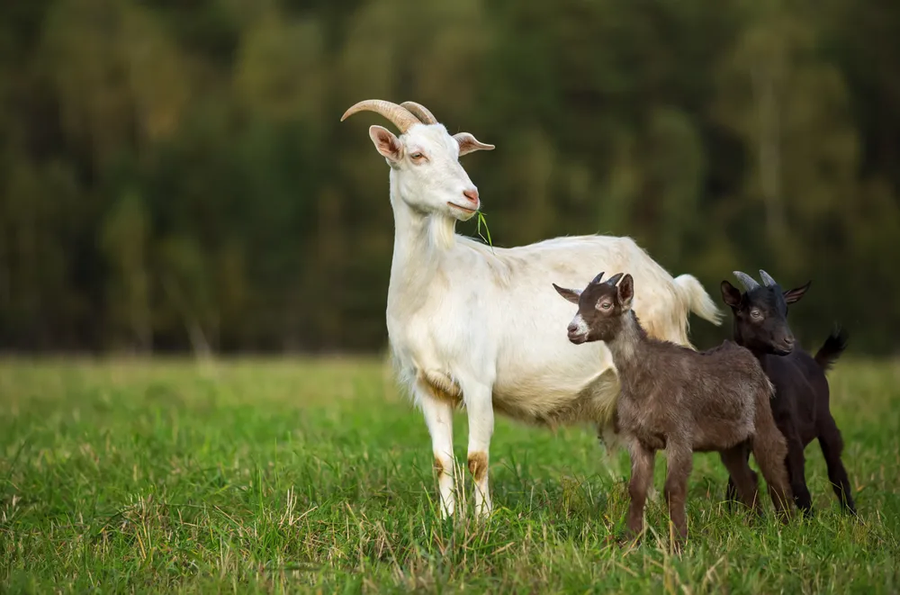 동물중에서 염소가 GOAT인듯_1.webp