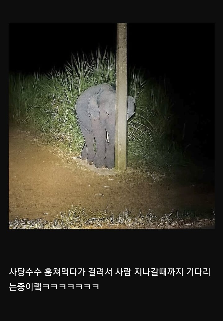 아기 코끼리 특_1.jpg