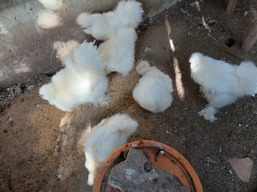 리노아 몰래 연말에 큰 닭장 올려야지 (꼬끼오 포함)_2.jpg