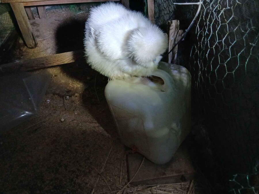 땜빵용 털복실이 하나_1.jpg