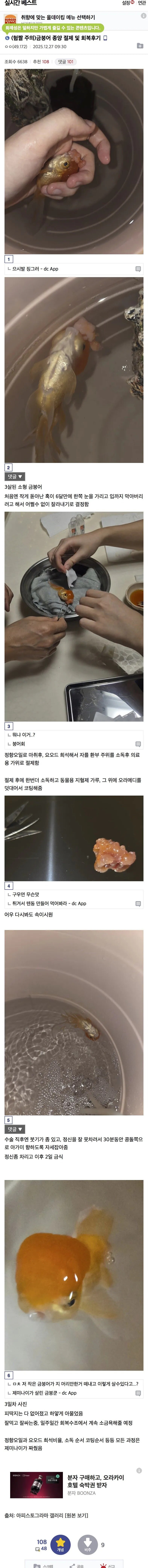 제미나이 조언대로 금붕어 수술한 디시인_1.png