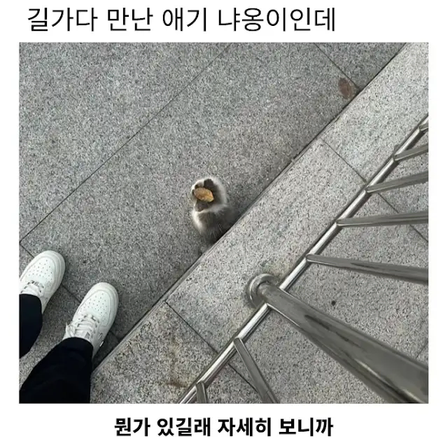 요즘 애기 고양이들의 패션 아이템_1.webp