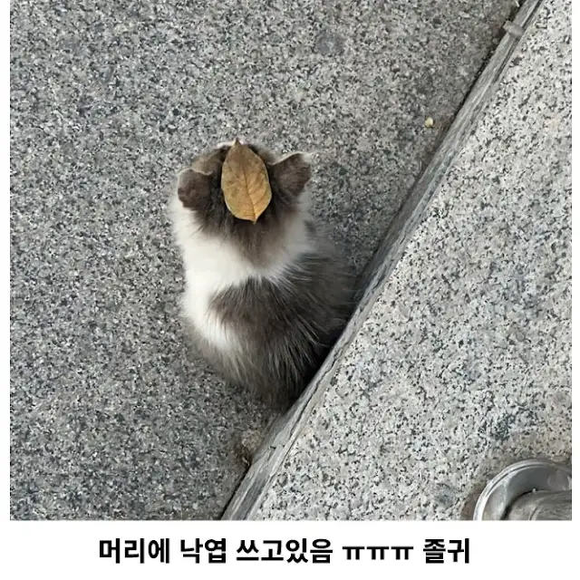 요즘 애기 고양이들의 패션 아이템_2.webp