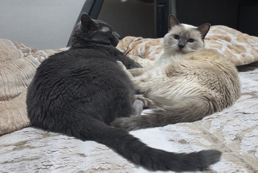 사랑이와 라온이 근황_1.jpg