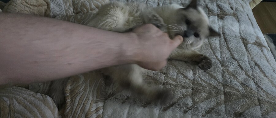 사랑이와 라온이 근황_5.jpg