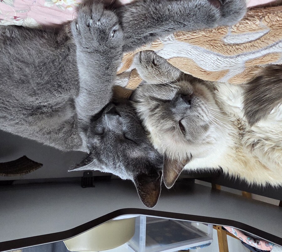 사랑이와 라온이 근황_13.jpg