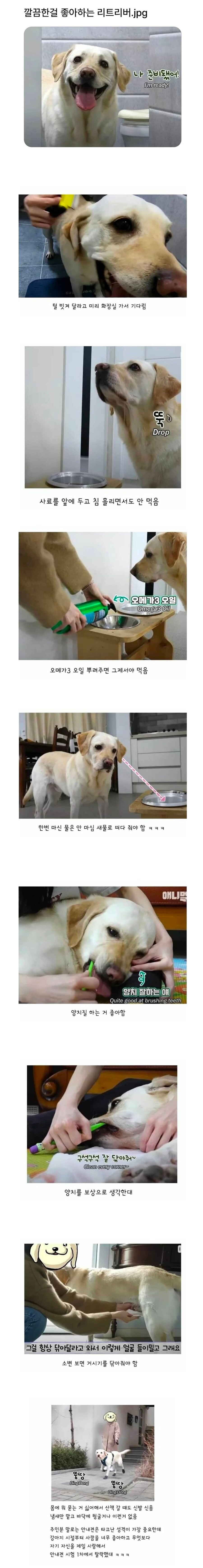 깔끔한 걸 좋아하는 리트리버_1.jpg