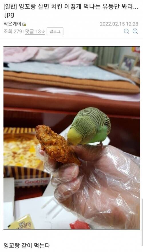 새 키우면 치킨은 어떻게 먹음_1.jpg