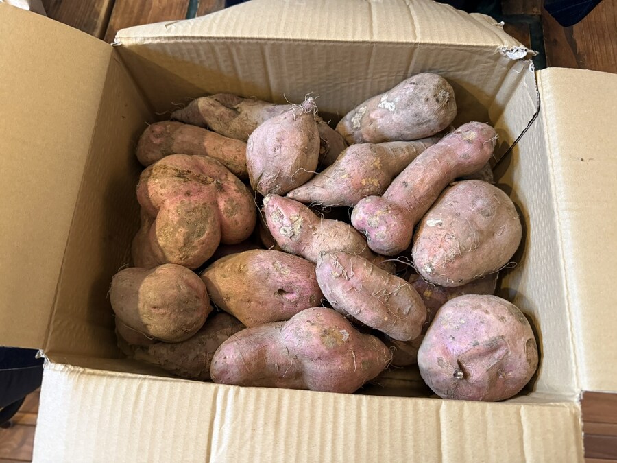 고구마 자지_1.jpg