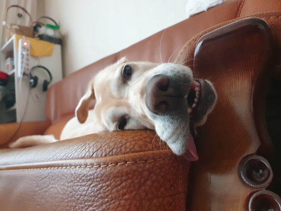 우리집 빙구 사진 모음._12.jpg