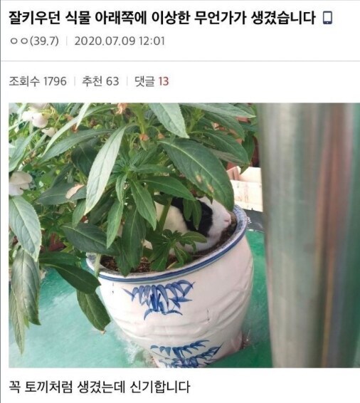 식물 키우는 중인데 뭔가 나타남_1.jpg